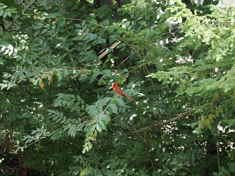 Cardinal