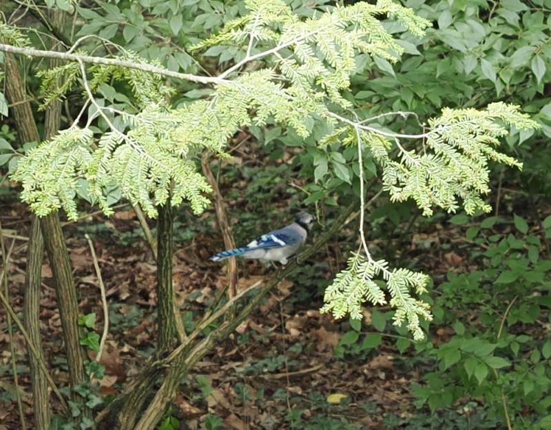 BlueJay