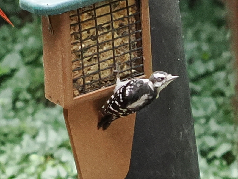 Woodpecker