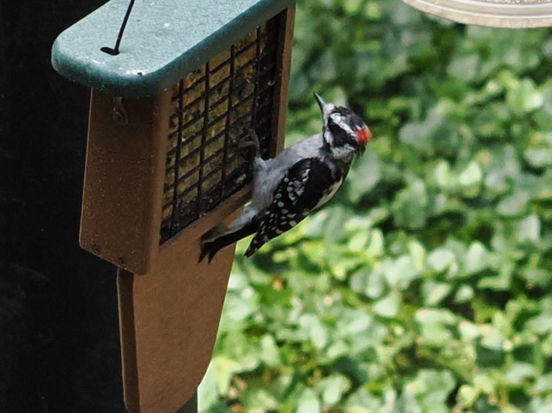 Woodpecker
