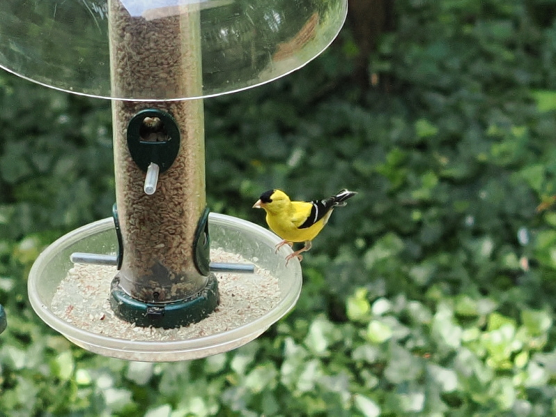 GoldFinch