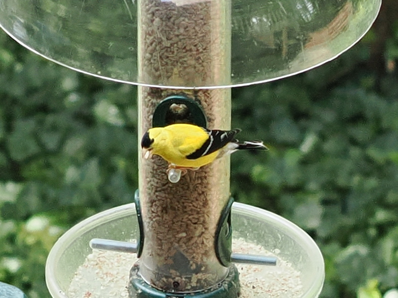 GoldFinch