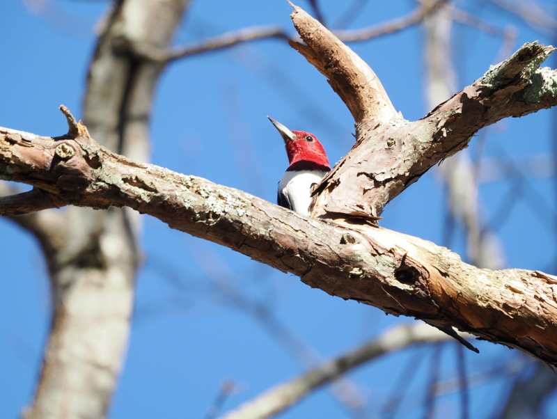 Red-headed woodpecker (Melanerpes erythrocephalus)
